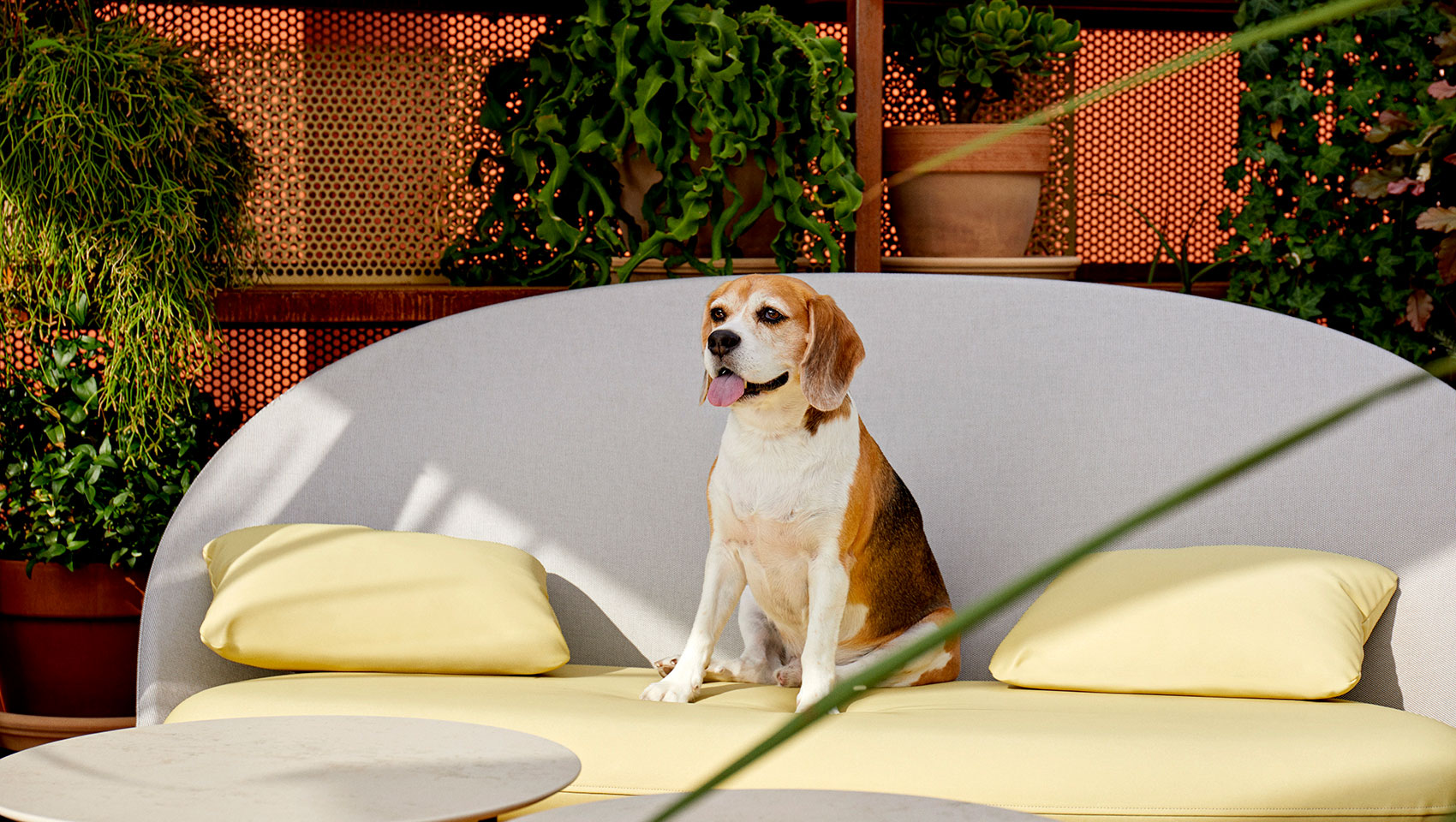 beagle on couch