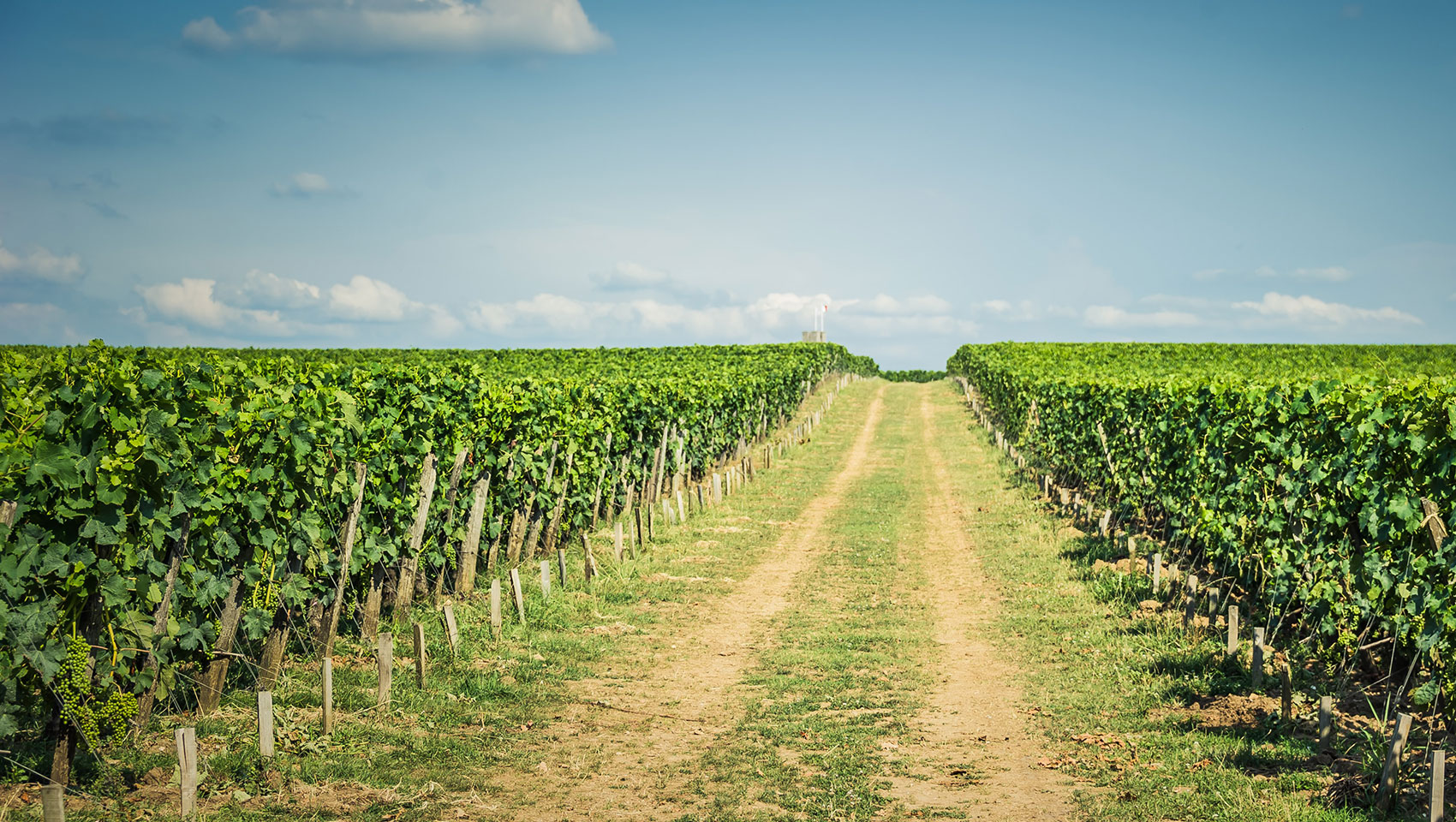 a pathway through grape vines