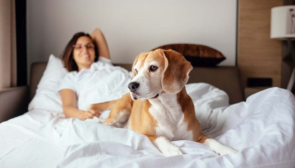 Woman and her beagle dog meet morning in bed