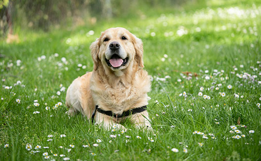 dog in grass