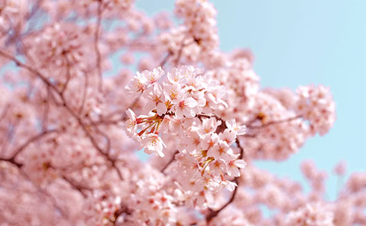 Cherry Blossoms on tree in front of a blue sky