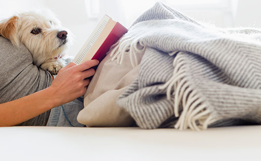 Dog in bed